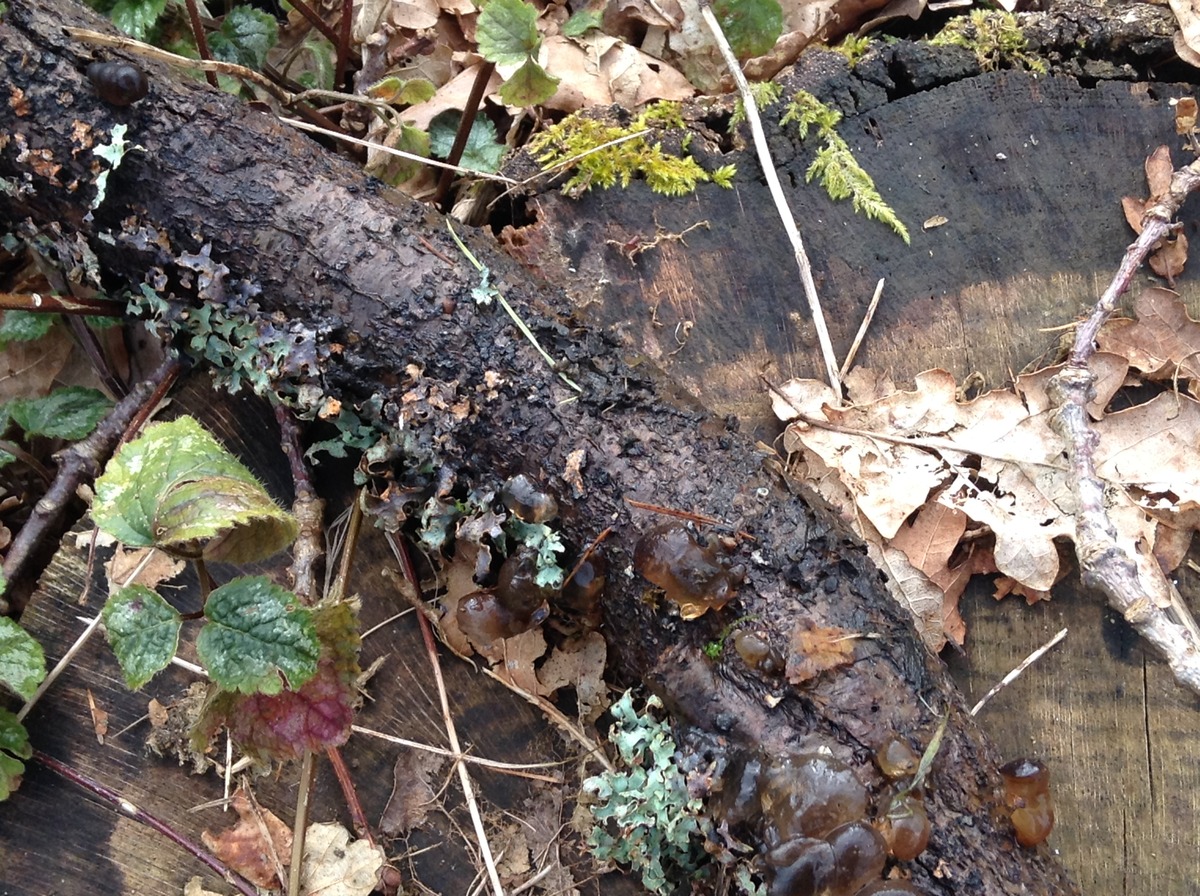 Jelly fungus 